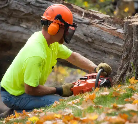 tree services Pine Hill